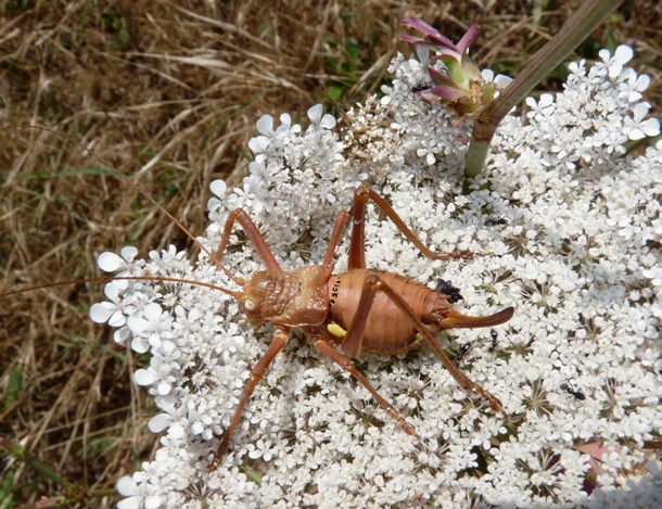 Bradiporidae: Uromenus (Bolivarius ) brevicollis insularis